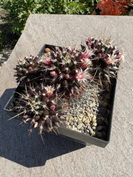 Mammillaria erythraea